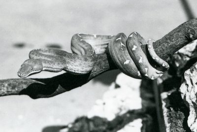 Ein Smaragdbaumboa, dessen Körper sich um einen Ast windet, London Zoo, Oktober 1928 von Frederick William Bond