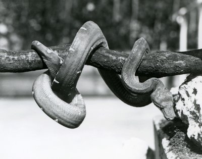 Ein Smaragdbaumboa, dessen Körper sich um einen horizontalen Ast windet, nach unten blickend, London Zoo, Oktober 1928 von Frederick William Bond