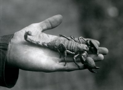 Ein Kaiserskorpion in der Hand eines Pflegers, Londoner Zoo, Oktober 1925 von Frederick William Bond