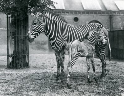 Ein gefährdeter Grevy-Zebra, stehend mit ihrem 4 Tage alten Fohlen, in ihrem Gehege im Londoner Zoo im August 1927 von Frederick William Bond