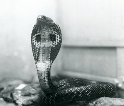 Eine indische Brillenschlange mit erhobenem Kopf und gespreizter Haube, London Zoo, Oktober 1925 von Frederick William Bond