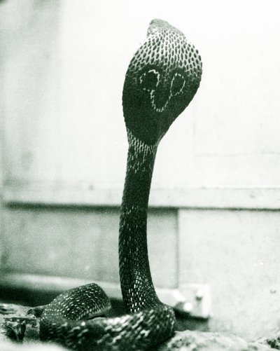Eine indische Brillenschlange mit erhobenem Kopf und gespreizter Haube, Londoner Zoo, Oktober 1925 von Frederick William Bond