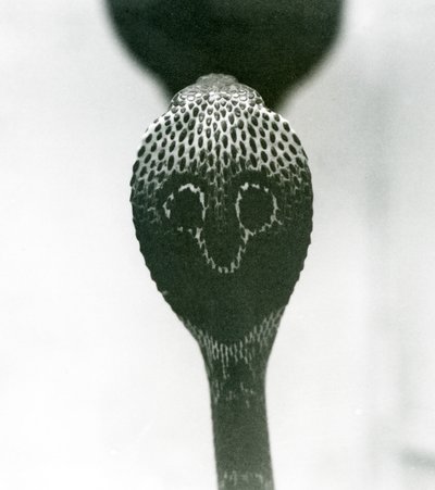 Eine indische Brillenschlange mit erhobenem Kopf und gespreizter Haube, Londoner Zoo, Oktober 1925 von Frederick William Bond