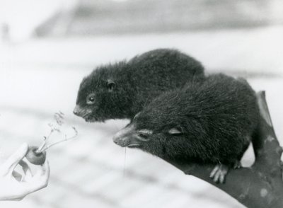 Ein erwachsener und ein junger Westlicher Baumhyrax sitzen auf einem Ast und beugen sich zu einer Karottenspitze, die ihnen zum Fressen hingehalten wird, London Zoo von Frederick William Bond