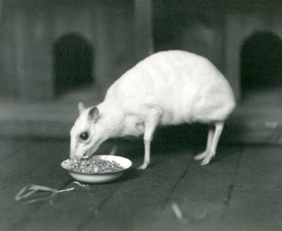 Ein Albino-Javanischer Hirschmaus frisst aus einer Schüssel im Londoner Zoo im Jahr 1926 von Frederick William Bond
