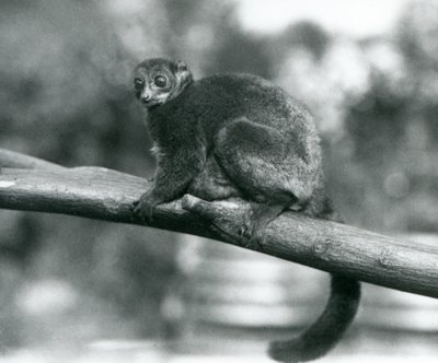 Ein gefährdeter Coquerel-Riesenkleinstreifenkäfer/Coquerel-Zwerglemur/Südlicher Riesenkleinstreifenkäfer, ruht auf einem Ast im Londoner Zoo, Oktober 1929 (s/w Foto) von Frederick William Bond