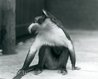 Ein gefährdeter Roloway-Affe sitzt auf dem Boden, schaut nach oben und hält seinen Schwanz, Londoner Zoo, 1927 von Frederick William Bond
