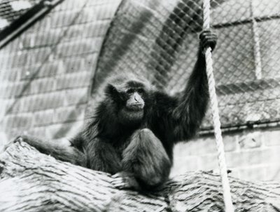 Ein gefährdeter Siamang-Gibbon, sitzend auf einem Baumstamm, haltend ein Seil, Londoner Zoo, 1927 von Frederick William Bond