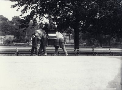 Asiatischer Elefant 