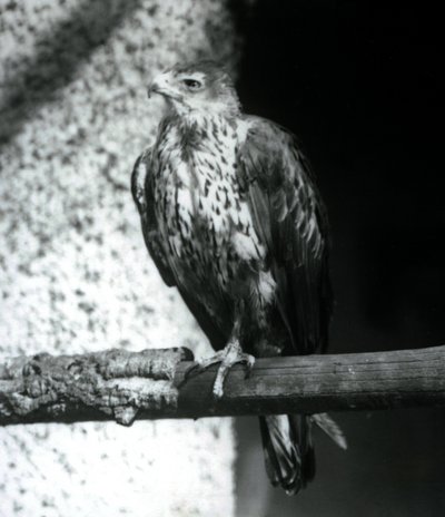 Bonellis Adler auf einem Ast im Londoner Zoo, September 1925 von Frederick William Bond