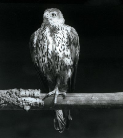 Bonellis Adler auf einem Ast im Londoner Zoo, September 1925 von Frederick William Bond