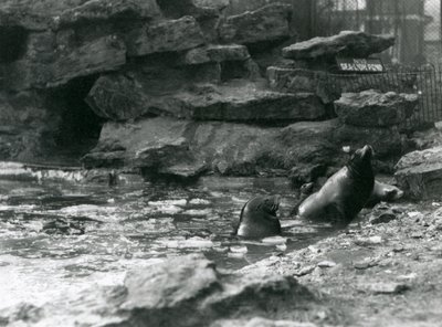 Kalifornische Seelöwen mit Eis auf ihrem Becken, London Zoo von Frederick William Bond