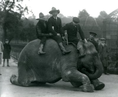 Cowboys und Trainer mit der indischen Elefantenkuh Sundermalah während eines Besuchs im Londoner Zoo 1924 von Frederick William Bond