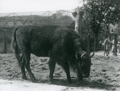 Europäischer Bison Julia frisst Gras in ihrem Gehege, Londoner Zoo, 12. August 1926 von Frederick William Bond