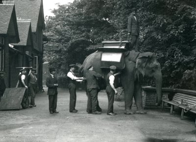 Weiblicher asiatischer Elefant 