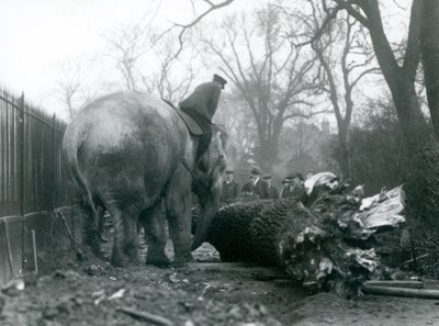 Weiblicher asiatischer Elefant 