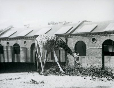 Weibliche Giraffe 