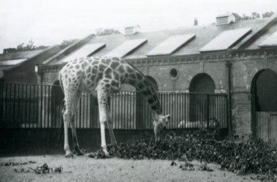 Weibliche Giraffe, 