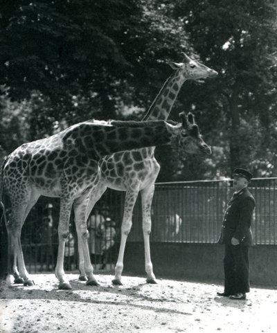 Weibliche Giraffen Maud und Maggie mit Wärter Ernie Professor Bowman, Londoner Zoo, Juli 1924 von Frederick William Bond