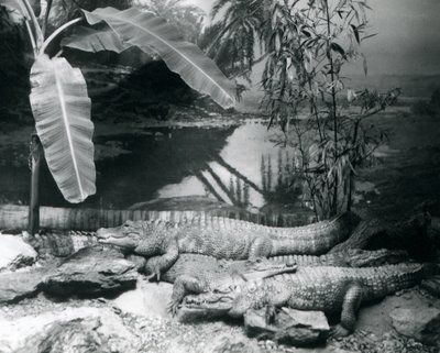 Vier Alligatoren in einer Panoramaszene mit einem Bananenbaum, im London Zoo im Jahr 1929 (s/w Foto) von Frederick William Bond