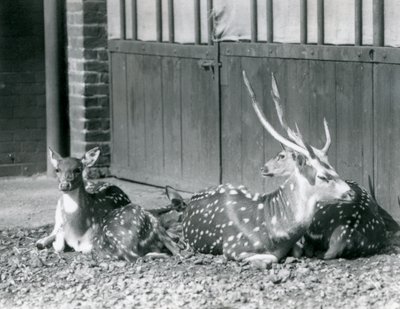 Vier Axishirsche, darunter ein Bock mit Geweih, im London Zoo im Jahr 1924 von Frederick William Bond