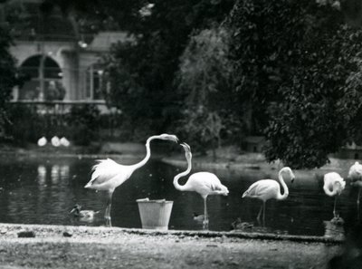 Große Flamingos auf ihrem See im Londoner Zoo 1924 von Frederick William Bond