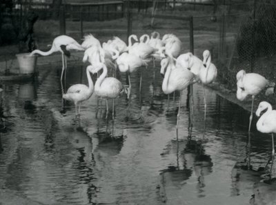Große Flamingos an ihrem Teich im Londoner Zoo, 1926 von Frederick William Bond