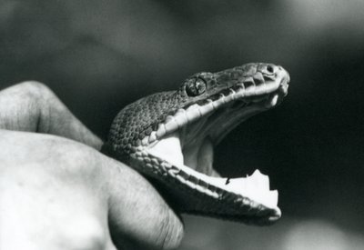 Kopf einer Smaragdbaumboa, mit offenem Mund, am Hals gehalten, von ihrem Pfleger, Londoner Zoo von Frederick William Bond
