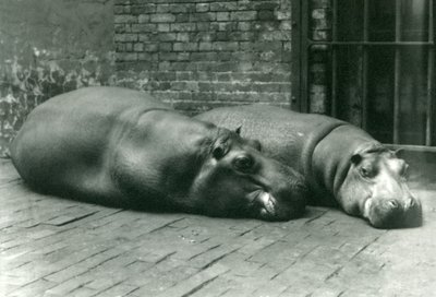Flusspferde Bobbie und Joan liegen in ihrem Gehege im Londoner Zoo, Juli 1923 (Schwarz-Weiß-Foto) von Frederick William Bond