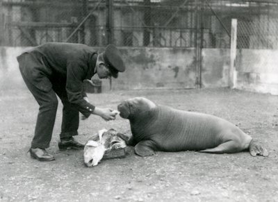 Wärter Arthur Chandler füttert einen jungen Walross mit Fisch, Londoner Zoo, 1924 von Frederick William Bond