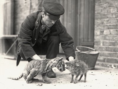 Wärter H. Warwick mit einem Tigerjunges und einem Pekari, aufgenommen im ZSL London Zoo, Mai 1914 von Frederick William Bond