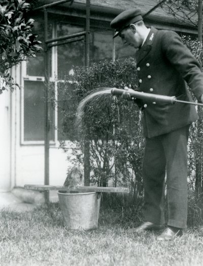 Wärter Thomas Raggett gibt einem Eulenschwalm eine Dusche, London Zoo, 1924 von Frederick William Bond