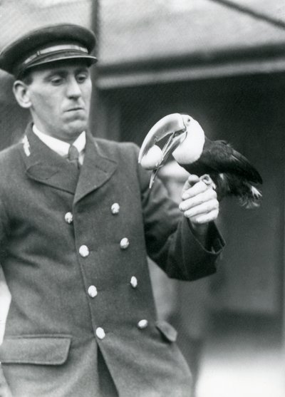 Tierpfleger Thomas Raggett hält einen Rotkieltukan mit einem Ei im Schnabel, London Zoo, 1924 von Frederick William Bond