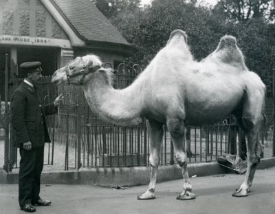 Wärter W. Styles mit einem Baktrischen Kamel vor dem Lama-Haus im Londoner Zoo, Juli 1914 von Frederick William Bond