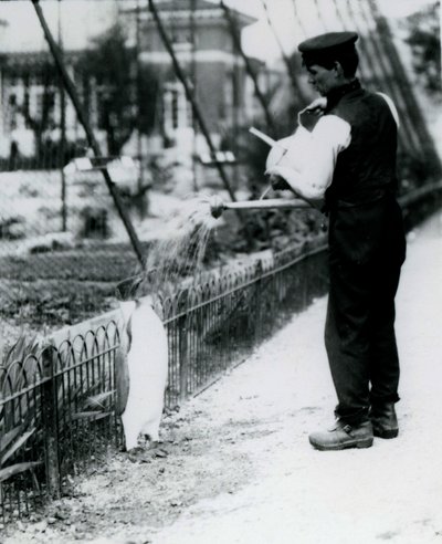 Königspinguin, der von Wärter Harry Munro mit einer Gießkanne im Londoner Zoo im Mai 1914 geduscht wird. Munro wurde im Ersten Weltkrieg getötet, nachdem er in der Armee, in Luftschiffen und in der U-Boot-Abwehr gedient hatte von Frederick William Bond