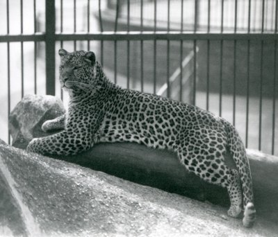 Leopard Rex liegt auf einem Baumstamm in seinem Gehege im Londoner Zoo im Juli 1925 von Frederick William Bond