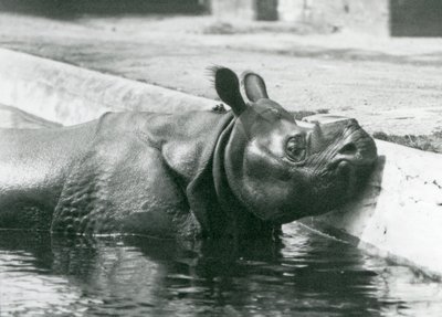 Männliches indisches Nashorn Felix genießt ein Bad in seinem Pool im Londoner Zoo, Juni 1928 von Frederick William Bond