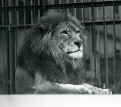 Männlicher Löwe Kuja liegt in seinem Gehege im Londoner Zoo im Januar 1925 von Frederick William Bond