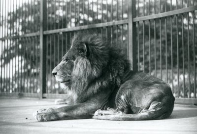 Männlicher Löwe Toto liegt in seinem Gehege im Londoner Zoo, September 1927 von Frederick William Bond