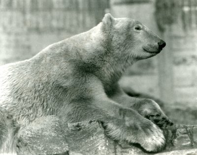Eisbär Sam ruht auf Felsen auf den Mappin Terrassen, Londoner Zoo, vor 1930 von Frederick William Bond
