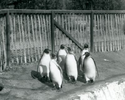 Sechs Königspinguine gehen neben ihrem Pool im Londoner Zoo im Jahr 1927 von Frederick William Bond