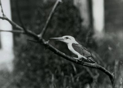 Storchschnabel-Eisvogel ruht auf einem Ast, diese Unterart stammt aus dem Sulu-Archipel auf den Philippinen, London Zoo von Frederick William Bond