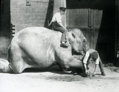 Sundermalah lässt sich von einem Wärter die Vorderfüße trimmen, während ein anderer auf ihrem Rücken sitzt, Londoner Zoo, 1926 von Frederick William Bond