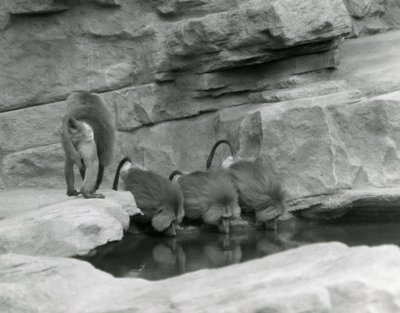 Drei heilige Paviane trinken aus einem Pool in ihrem felsigen Gehege, während ein vierter weggeht, Londoner Zoo, Juni 1925 von Frederick William Bond