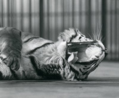 Tigerdame 