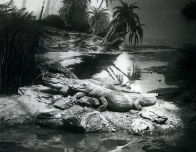 Zwei Alligatoren in einer Panoramaszene im Londoner Zoo im Juni 1927 von Frederick William Bond