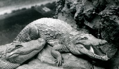 Zwei amerikanische Alligatoren im Londoner Zoo, Juli 1914 von Frederick William Bond