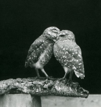Zwei Kaninchenkauze, die sich am Ende eines Astes gegenüberstehen, Londoner Zoo, Juli 1926 von Frederick William Bond
