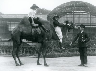 Zwei Cowgirls posieren auf einem zweihöckrigen Kamel, das von seinem Wärter gehalten wird, während eines Besuchs im Londoner Zoo 1924 von Frederick William Bond