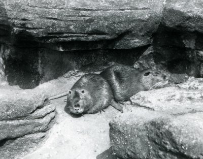 Zwei Nutrias ruhen sich auf Felsen in ihrem Gehege im Londoner Zoo, April 1925 von Frederick William Bond